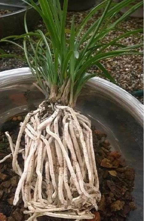 方城县赵河镇中心幼儿园参观赵河一小:beat365(图1) 方城县赵河镇中心幼儿园参观赵河一小:beat365(图1)