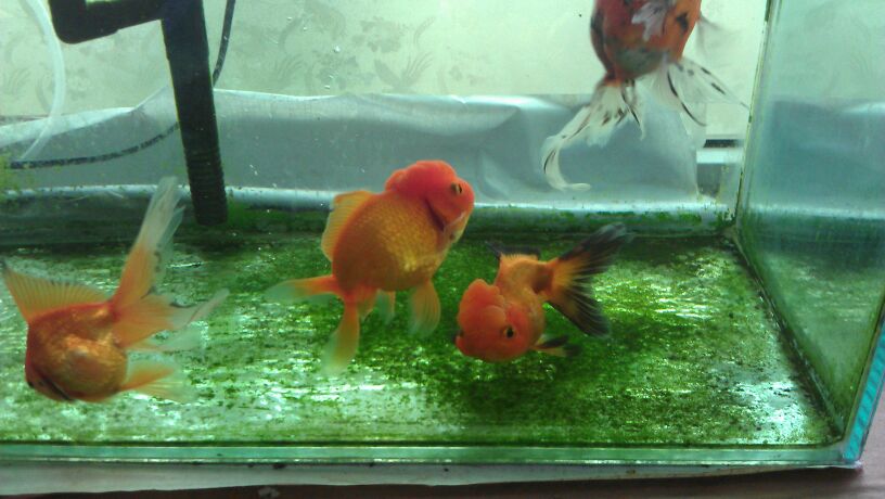 真实的孔子：不讳言草根出身‘beat365’(图2)