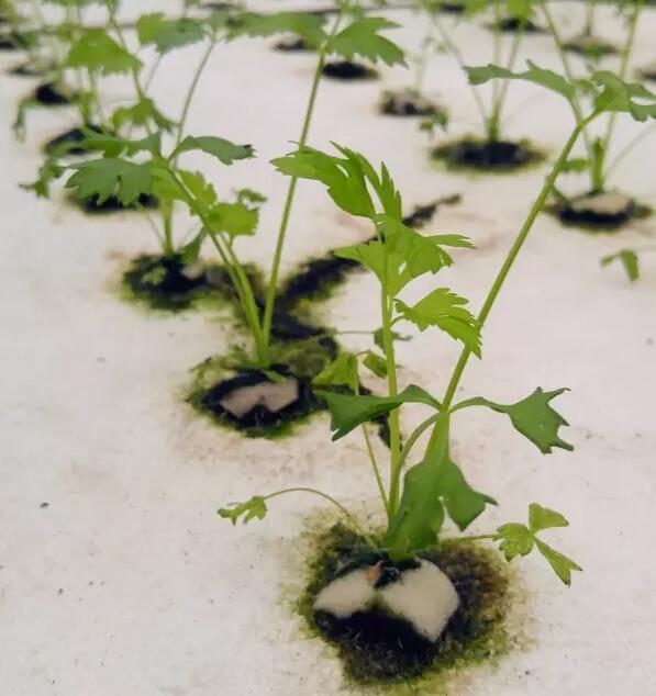 “beat365”成华实验小学语文组开展新教师见面课活动(图2) beat365在线登录官网