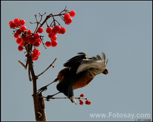 beat365_《水形物语》超级感人？你为什么不看看中国古代的人兽爱情故事(图1)